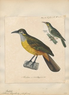 Anthochaera chrysotis, Print, Anthochaera is a genus of birds in the honeyeater family. The species