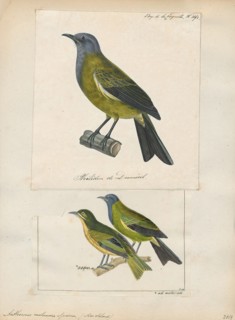 Anthornis melanura, Print, The New Zealand bellbird (Anthornis melanura), also known by its Maori