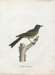 Anthornis melanura, Print, The New Zealand bellbird (Anthornis melanura), also known by its Maori