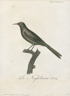 Anthornis melanura, Print, The New Zealand bellbird (Anthornis melanura), also known by its Maori