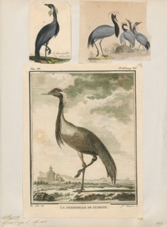 Anthropoides virgo, Print, The demoiselle crane (Grus virgo) is a species of crane found in central