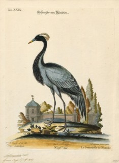 Anthropoides virgo, Print, The demoiselle crane (Grus virgo) is a species of crane found in central