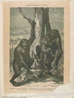Anthropopithecus gorilla, Print, 1700-1880
University of Amsterdam