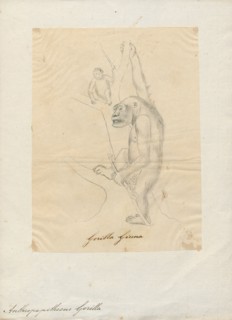 Anthropopithecus gorilla, Print, 1700-1880
University of Amsterdam