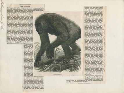 Anthropopithecus gorilla, Print, 1859
University of Amsterdam
