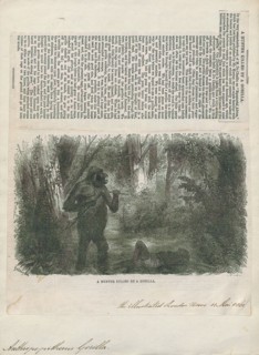 Anthropopithecus gorilla, Print, 1861
University of Amsterdam