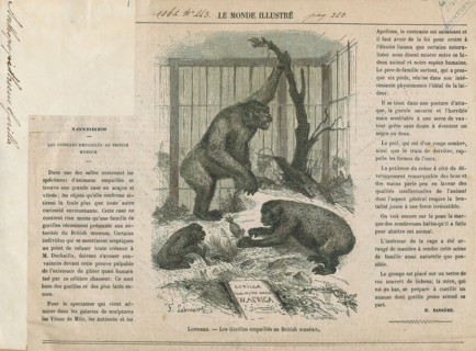 Anthropopithecus gorilla, Print, 1864
University of Amsterdam