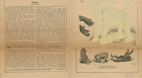 Anthropopithecus gorilla, Print, 1876
University of Amsterdam
