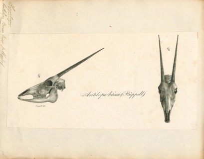 Antilope beisa, Print, Blackbuck, The blackbuck (Antilope cervicapra), also known as the Indian