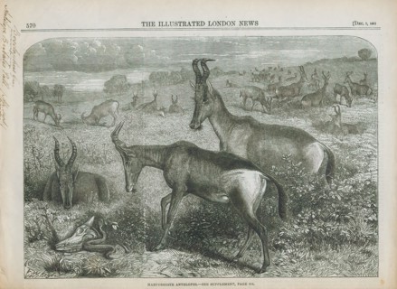 Antilope bubalis, Print, Blackbuck, The blackbuck (Antilope cervicapra), also known as the Indian