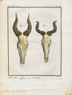 Antilope bubalis, Print, Blackbuck, The blackbuck (Antilope cervicapra), also known as the Indian