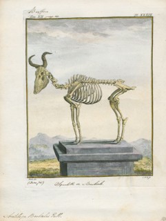 Antilope bubalis, Print, Blackbuck, The blackbuck (Antilope cervicapra), also known as the Indian