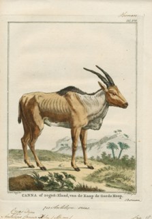 Antilope canna, Print, Blackbuck, The blackbuck (Antilope cervicapra), also known as the Indian