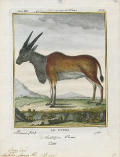 Antilope canna, Print, Blackbuck, The blackbuck (Antilope cervicapra), also known as the Indian