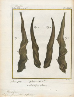 Antilope canna, Print, Blackbuck, The blackbuck (Antilope cervicapra), also known as the Indian