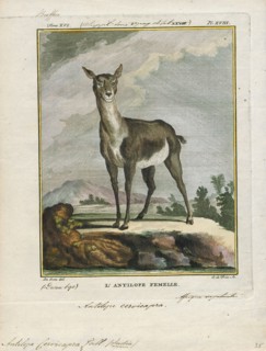 Antilope cervicapra, Print, The blackbuck (Antilope cervicapra), also known as the Indian antelope,