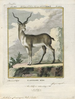 Antilope cervicapra, Print, The blackbuck (Antilope cervicapra), also known as the Indian antelope,