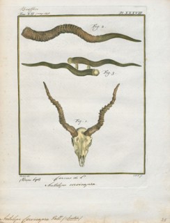 Antilope cervicapra, Print, The blackbuck (Antilope cervicapra), also known as the Indian antelope,