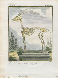 Antilope cervicapra, Print, The blackbuck (Antilope cervicapra), also known as the Indian antelope,