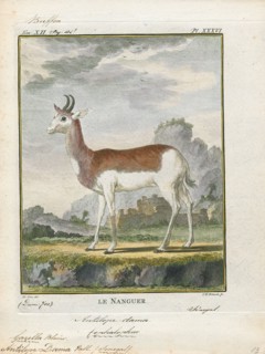 Antilope dama, Print, Blackbuck, The blackbuck (Antilope cervicapra), also known as the Indian