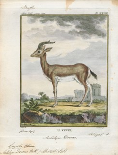 Antilope dorcas, Print, Blackbuck, The blackbuck (Antilope cervicapra), also known as the Indian