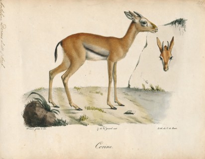 Antilope dorcas, Print, Blackbuck, The blackbuck (Antilope cervicapra), also known as the Indian