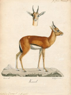 Antilope dorcas, Print, Blackbuck, The blackbuck (Antilope cervicapra), also known as the Indian