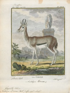 Antilope dorcas, Print, Blackbuck, The blackbuck (Antilope cervicapra), also known as the Indian