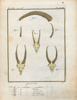 Antilope dorcas, Print, Blackbuck, The blackbuck (Antilope cervicapra), also known as the Indian
