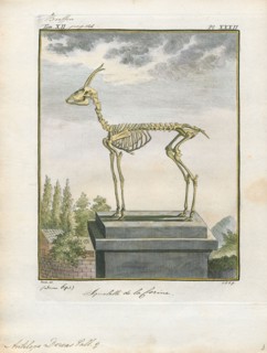 Antilope dorcas, Print, Blackbuck, The blackbuck (Antilope cervicapra), also known as the Indian