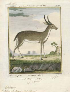 Antilope eleotragus, Print, Blackbuck, The blackbuck (Antilope cervicapra), also known as the