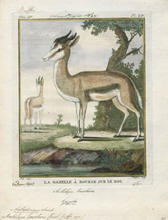 Antilope euchore, Print, Blackbuck, The blackbuck (Antilope cervicapra), also known as the Indian