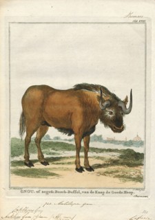 Antilope gnu, Print, The black wildebeest or white-tailed gnu (Connochaetes gnou) is one of the two