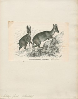 Antilope goral, Print, Blackbuck, The blackbuck (Antilope cervicapra), also known as the Indian