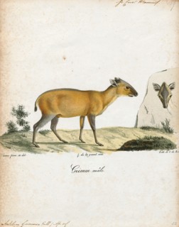 Antilope grimmia, Print, Blackbuck, The blackbuck (Antilope cervicapra), also known as the Indian