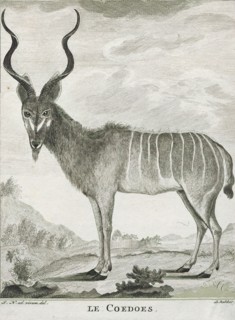 Antilope kudu, Print, Blackbuck, The blackbuck (Antilope cervicapra), also known as the Indian
