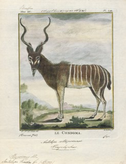 Antilope kudu, Print, Blackbuck, The blackbuck (Antilope cervicapra), also known as the Indian
