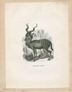 Antilope kudu, Print, Blackbuck, The blackbuck (Antilope cervicapra), also known as the Indian