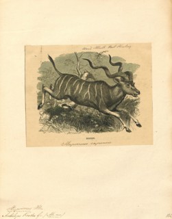 Antilope kudu, Print, Blackbuck, The blackbuck (Antilope cervicapra), also known as the Indian