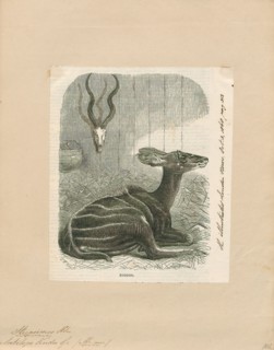 Antilope kudu, Print, Blackbuck, The blackbuck (Antilope cervicapra), also known as the Indian