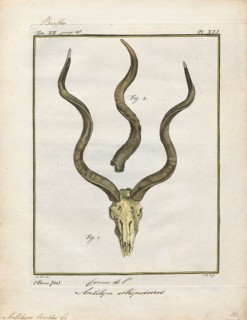 Antilope kudu, Print, Blackbuck, The blackbuck (Antilope cervicapra), also known as the Indian