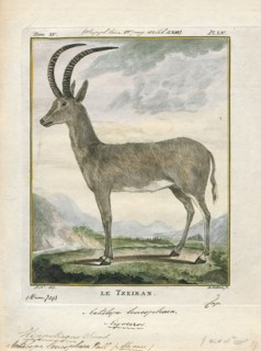 Antilope leucophaea, Print, Blackbuck, The blackbuck (Antilope cervicapra), also known as the