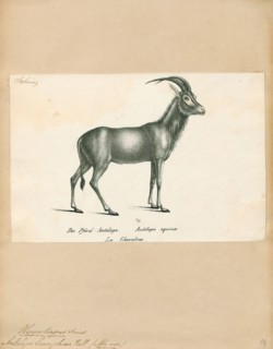 Antilope leucophaea, Print, Blackbuck, The blackbuck (Antilope cervicapra), also known as the