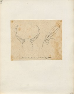 Antilope lunata, Print, Blackbuck, The blackbuck (Antilope cervicapra), also known as the Indian