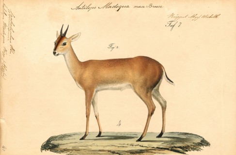 Antilope madoqua, Print, Blackbuck, The blackbuck (Antilope cervicapra), also known as the Indian