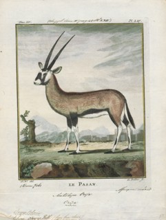 Antilope oryx, Print, Blackbuck, The blackbuck (Antilope cervicapra), also known as the Indian