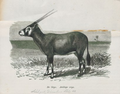 Antilope oryx, Print, Blackbuck, The blackbuck (Antilope cervicapra), also known as the Indian