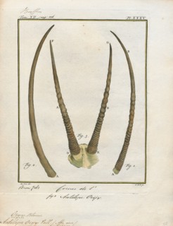 Antilope oryx, Print, Blackbuck, The blackbuck (Antilope cervicapra), also known as the Indian