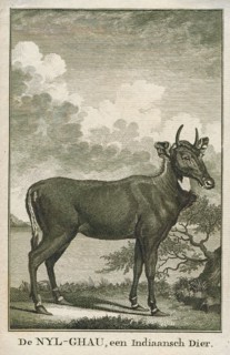 Antilope picta, Print, Blackbuck, The blackbuck (Antilope cervicapra), also known as the Indian
