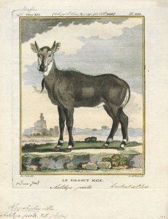Antilope picta, Print, Blackbuck, The blackbuck (Antilope cervicapra), also known as the Indian
